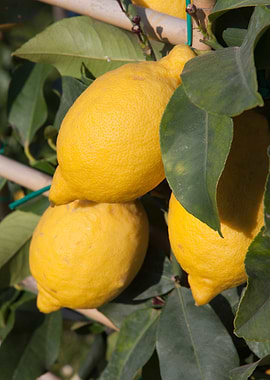 yellow lemon on tree