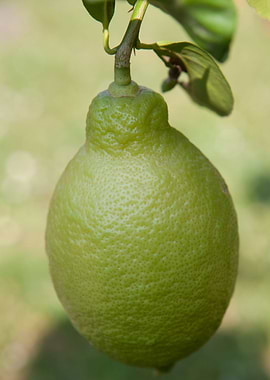 yellow lemon on tree