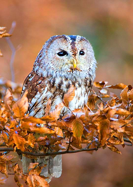 Tawny Owl