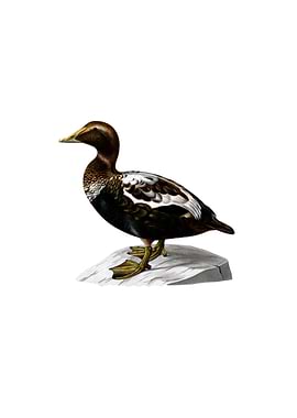 Vintage Eider Duck Bird