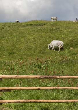 grazing cows on the mounta