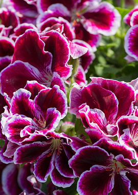 carnation in bloom in spri