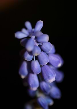 Muscari neglectum flower