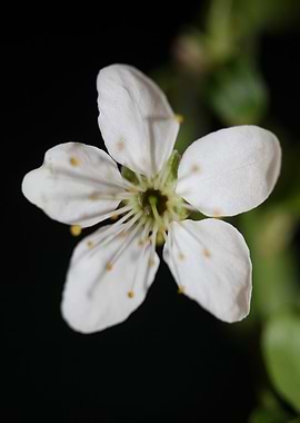Prunus flower Rosaceae