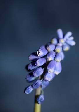 Muscari neglectum flower