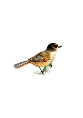 Vintage Siberian Jay Bird