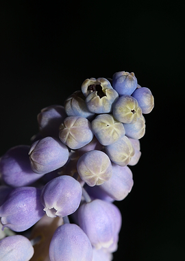 Muscari neglectum flower