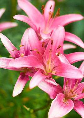 Fresh Pink flower