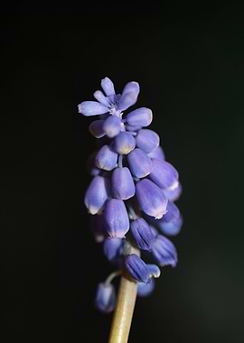 Muscari neglectum flower