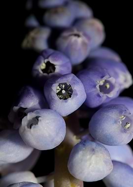 Muscari neglectum flower