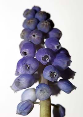 Muscari neglectum flower
