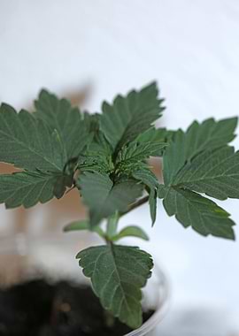 Marihuana leaves close up