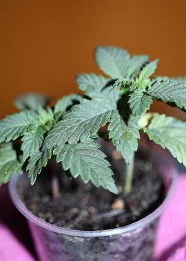 Marihuana flowering macro