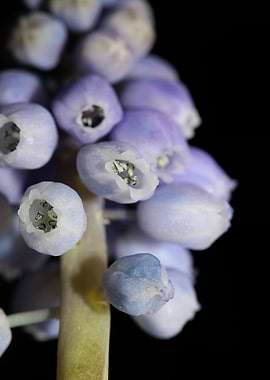 Muscari neglectum flower