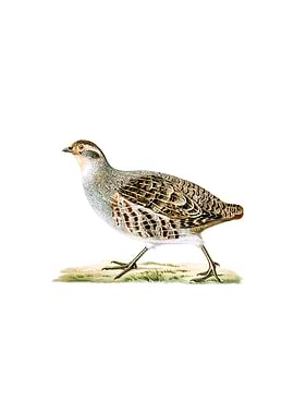 Grey Partridge Bird