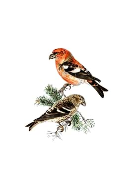 Two Barred Crossbill Bird