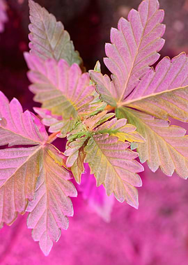 Marihuana leaves close up