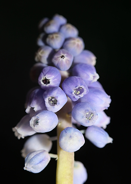 Muscari neglectum flower