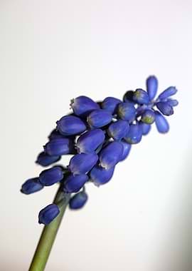 Muscari neglectum flower