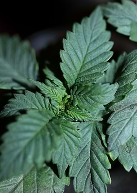 Marihuana leaves close up