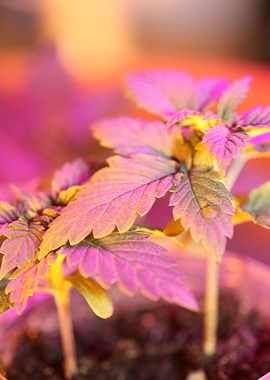 Marihuana flowering macro