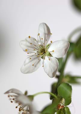 Prunus flower Rosaceae