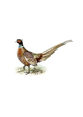 Ring Necked Pheasant Bird