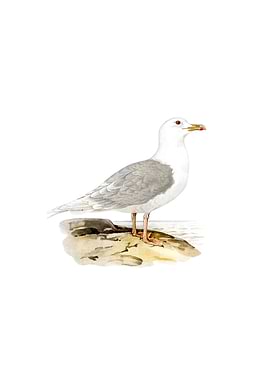 Vintage Iceland Gull Bird