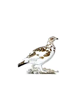 Willow Ptarmigan Bird