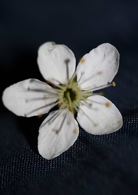 Prunus flower Rosaceae