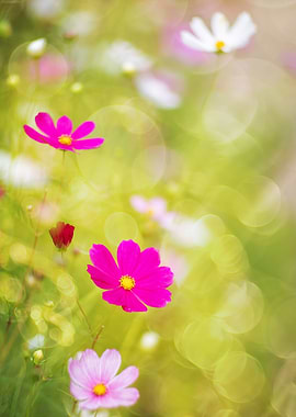 Pink flower macro meadow