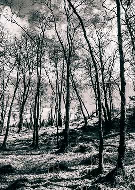 Monochrome Woodlands
