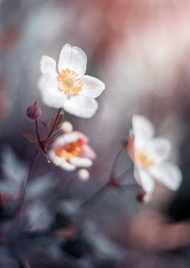 White anemone,macro flower
