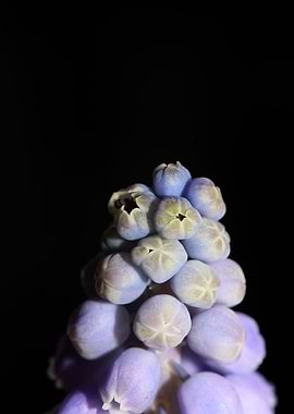Muscari neglectum flower