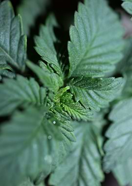 Marihuana flowering macro