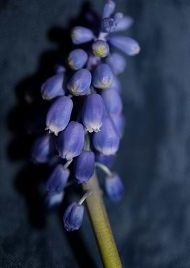 Muscari neglectum flower