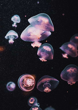 Beautiful Jellyfish