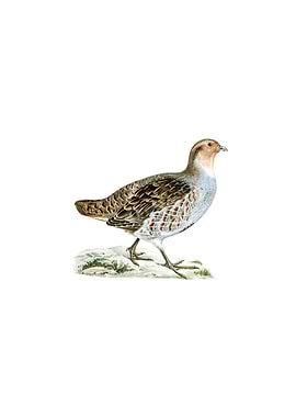 Grey Partridge Bird