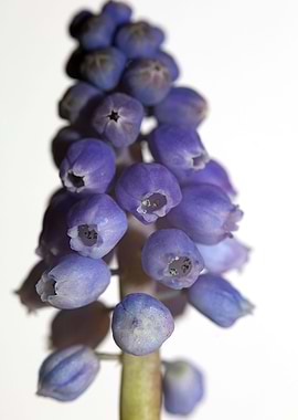 Muscari neglectum flower