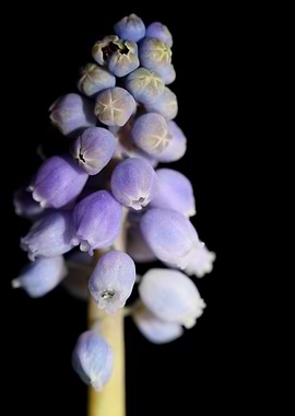 Muscari neglectum flower