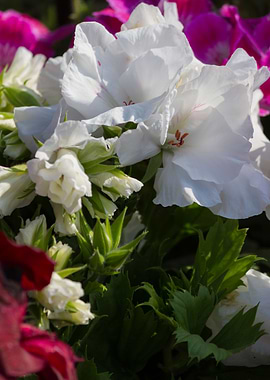 carnation in bloom in spri