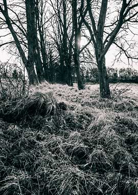 Sunflare in the Woodland
