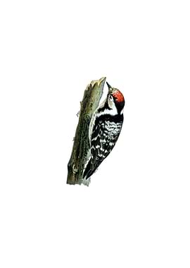 Lesser Spotted Woodpecker