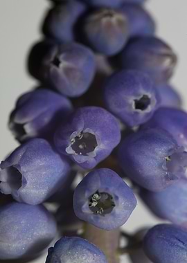 Muscari neglectum flower