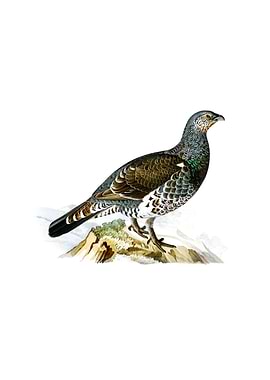 Western Capercaillie Bird