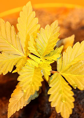 Marihuana leaves close up
