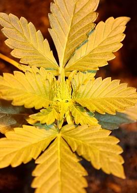 Marihuana leaves close up