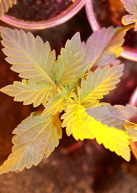 Marihuana leaves close up