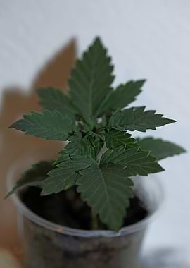 Cannabis plants flowering