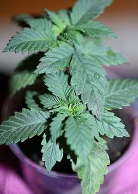 Marihuana leaves close up